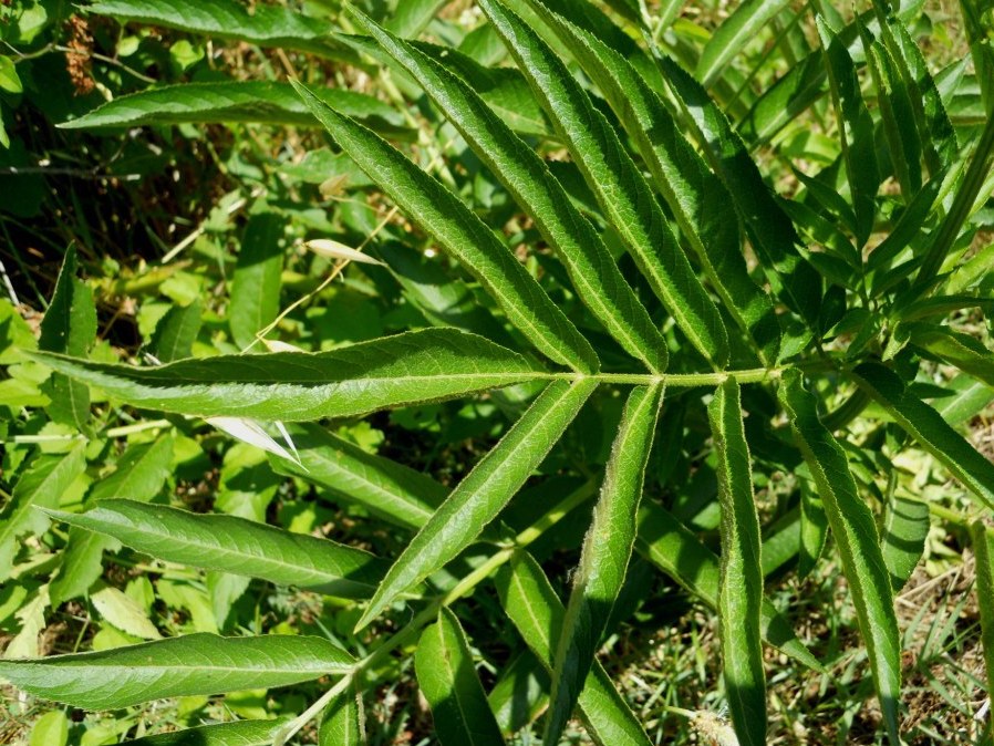 Corimbi bianchi: Sambucus ebulus